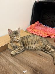 Found/Stray Female Cat last seen Arbor trace apmts, Lynn Haven, FL 32444