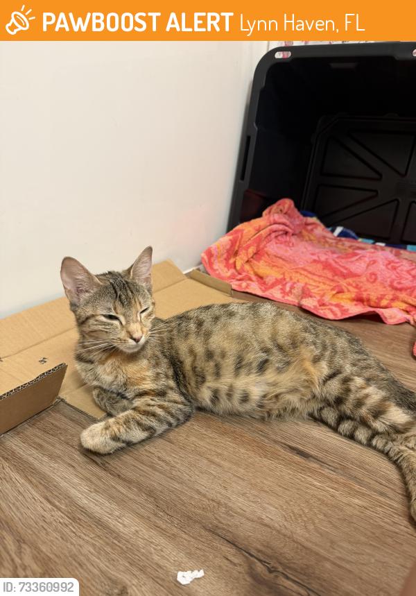 Found/Stray Female Cat last seen Arbor trace apmts, Lynn Haven, FL 32444