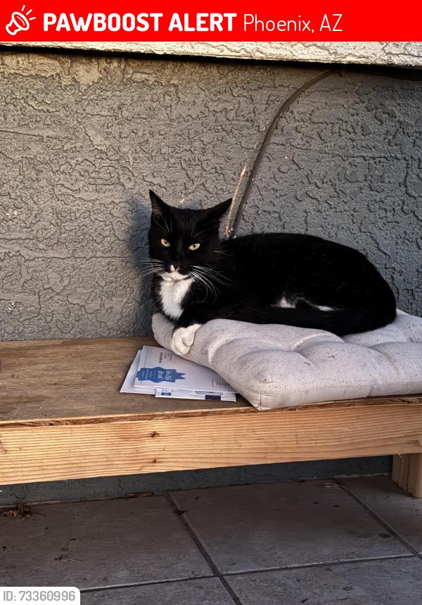 Lost Male Cat last seen Near n 57th dr, Phoenix, AZ 85035