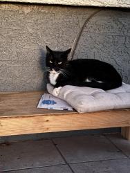 Lost Male Cat last seen Near n 57th dr, Phoenix, AZ 85035