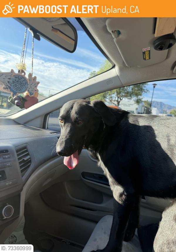 Found/Stray Male Dog last seen arrow & monte vista upland/claremont, Upland, CA 91786