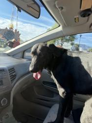 Found/Stray Male Dog last seen arrow & monte vista upland/claremont, Upland, CA 91786