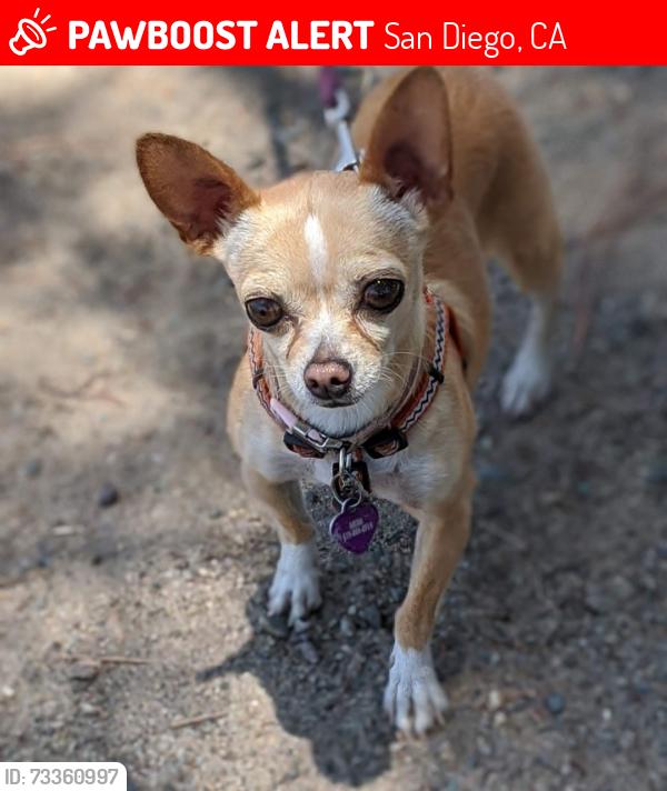 Lost Female Dog last seen 43rd st, San Diego, CA 92113