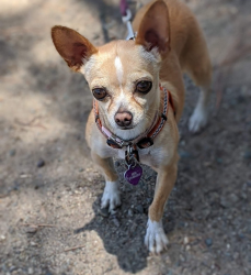 Lost Female Dog last seen 43rd st, San Diego, CA 92113