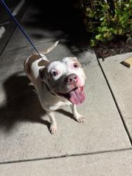 Reunited Unknown Dog last seen Port St Lucie, Port St. Lucie, FL 34986