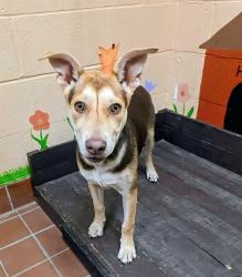 Shelter Stray Female Dog last seen , 31044 Charlie Canyon Rd, Castaic, CA 91384, USA