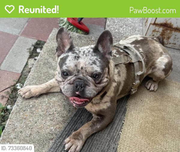 Reunited Male Dog last seen Lantry Way in Aldine, Houston, TX 77038