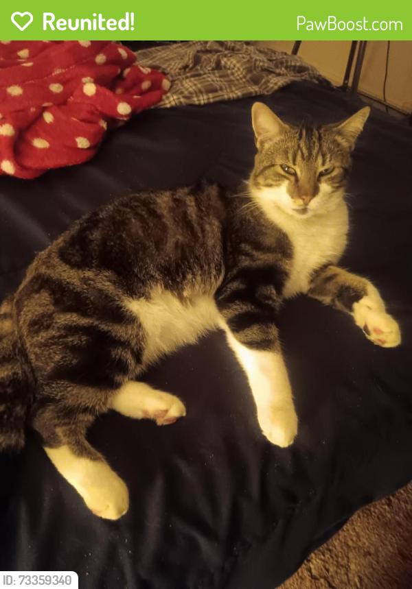 Reunited Male Cat last seen Montrose, Knoxville, TN 37918