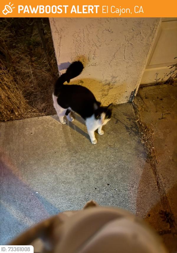 Found/Stray Unknown Cat last seen Ridgehill, El Cajon, CA 92021