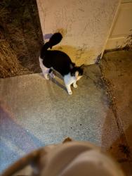 Found/Stray Unknown Cat last seen Ridgehill, El Cajon, CA 92021