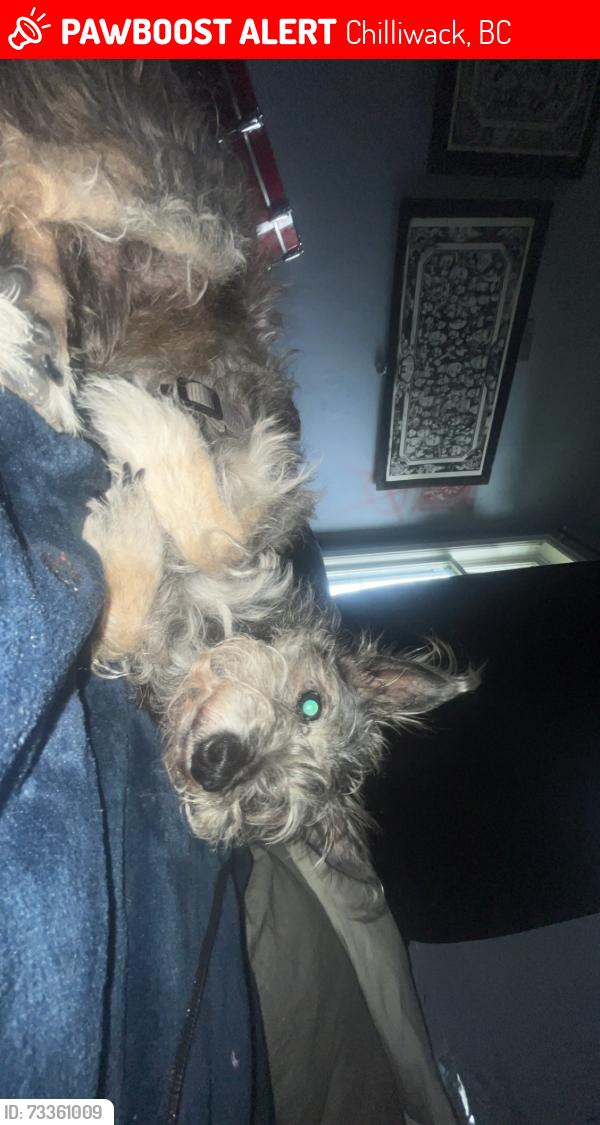 Lost Male Dog last seen Nowell and second, Chilliwack, BC 