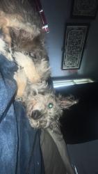 Lost Male Dog last seen Nowell and second, Chilliwack, BC 