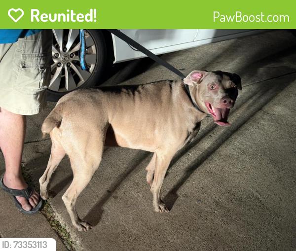 Reunited Male Dog last seen Shady brook elementary, Bedford, TX 76022