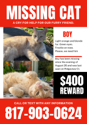 Lost Male Cat last seen Fielder and 30, Arlington, TX 76012
