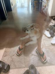 Reunited Female Dog last seen St. Louis, Honolulu, HI 96816
