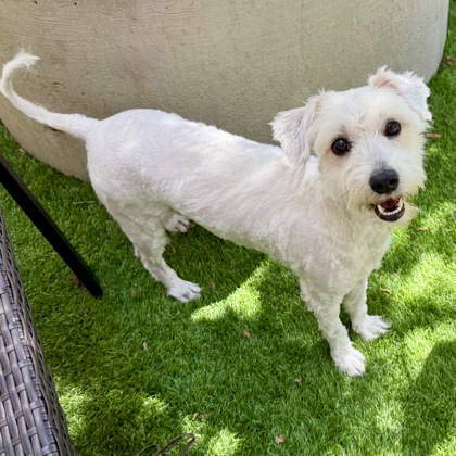 Shelter Stray Male Dog last seen , , CA, 1101 29th Ave, Oakland, CA 94601, USA