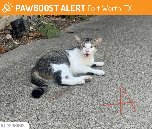 Found/Stray Male Cat last seen Laredo & Choctaw, Fort Worth, TX 76116