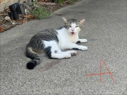 Found/Stray Male Cat last seen Laredo & Choctaw, Fort Worth, TX 76116