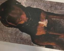 Lost Male Dog last seen W contry Gables dr, Glendale, AZ 85306