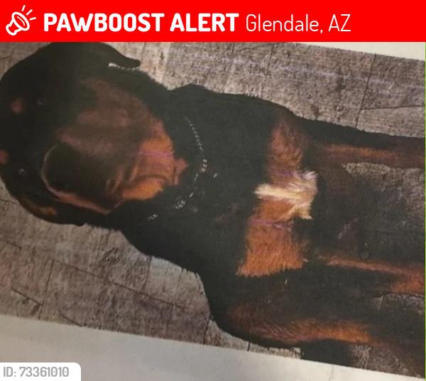 Lost Male Dog last seen W contry Gables dr, Glendale, AZ 85306