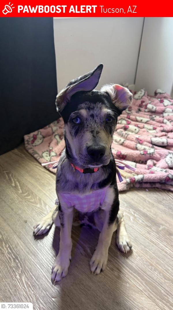 Lost Female Dog last seen Midvale, Tucson, AZ 85746