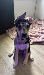 Lost Female Dog last seen Midvale, Tucson, AZ 85746