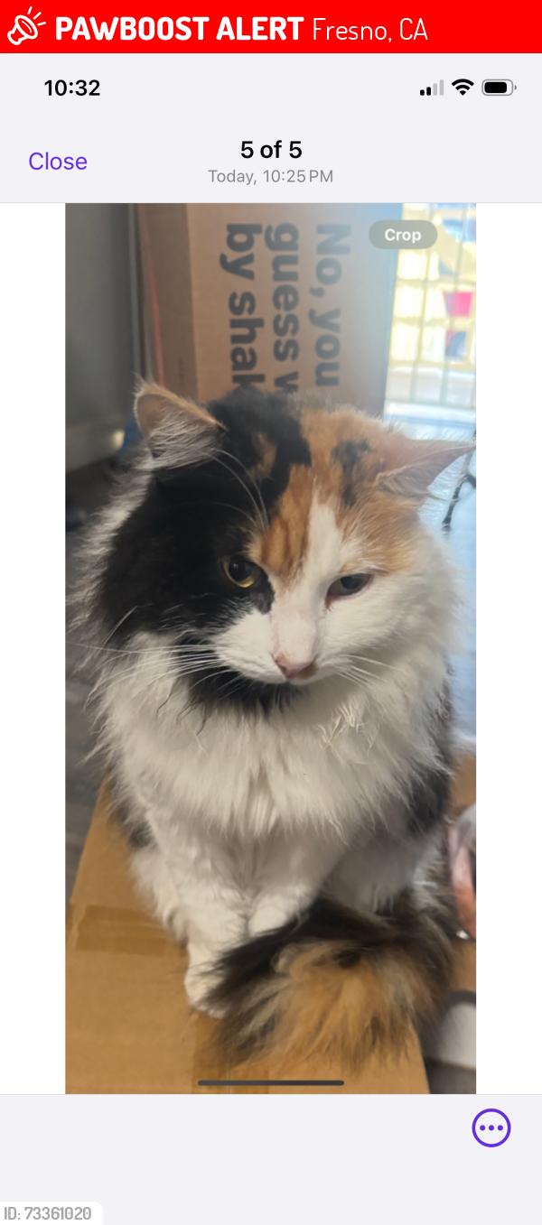 Lost Female Cat last seen Fisher and Belmont, Fresno, CA 93702