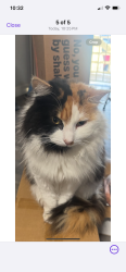 Lost Female Cat last seen Fisher and Belmont, Fresno, CA 93702