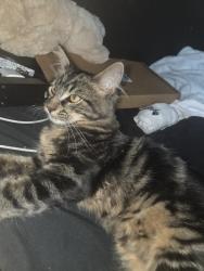 Reunited Female Cat last seen Vandergrift, Oceanside, CA 92057