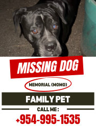 Lost Female Dog last seen Godfrey Road and Wiles Road, Parkland, FL 33067