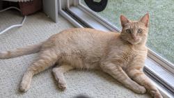 Reunited Male Cat last seen Lipscomb and fall glen, San Diego, CA 92126
