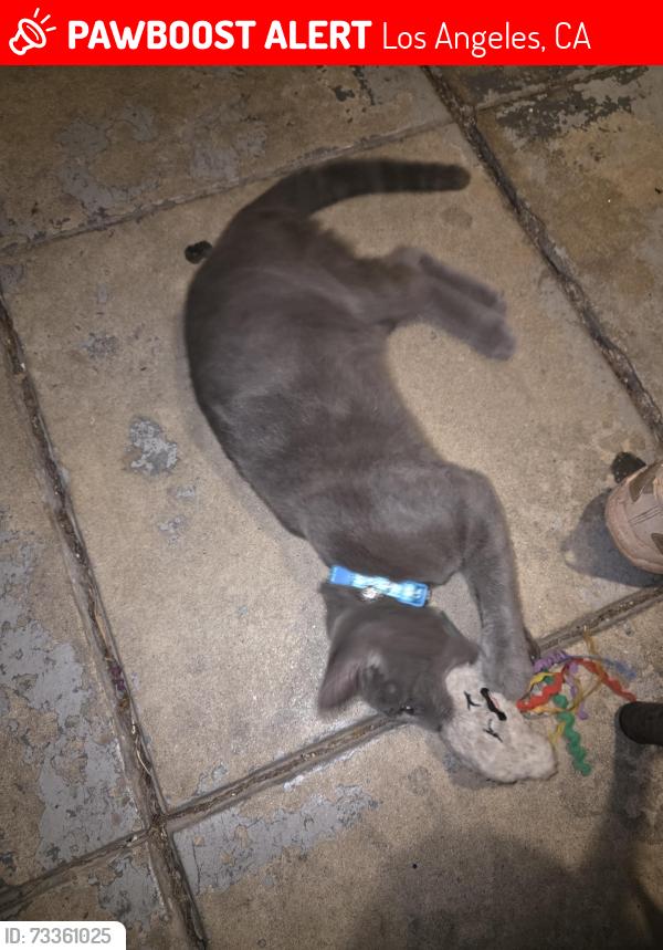 Lost Male Cat last seen Harcourt, westheaven st, Los Angeles, CA 90016