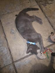 Lost Male Cat last seen Harcourt, westheaven st, Los Angeles, CA 90016