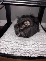 Reunited Male Cat last seen Osprey marsh, Mississauga, ON 