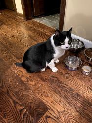 Lost Male Cat last seen Cross Streets: Willow & Hiller, West Bloomfield Township, MI 48324
