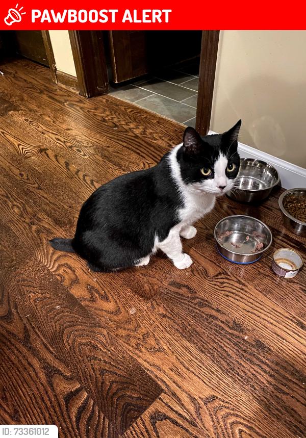 Lost Male Cat last seen Cross Streets: Willow & Hiller, West Bloomfield Township, MI 48324