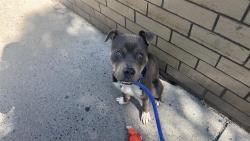 Shelter Stray Male Dog last seen Near Baycheseter Avenue, BRONX, NY, 10466, 326 E 110th St, New York, NY 10029, USA