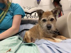 Shelter Stray Male Dog last seen Near Allerton Avenue, BRONX, NY, 10467, 326 E 110th St, New York, NY 10029, USA
