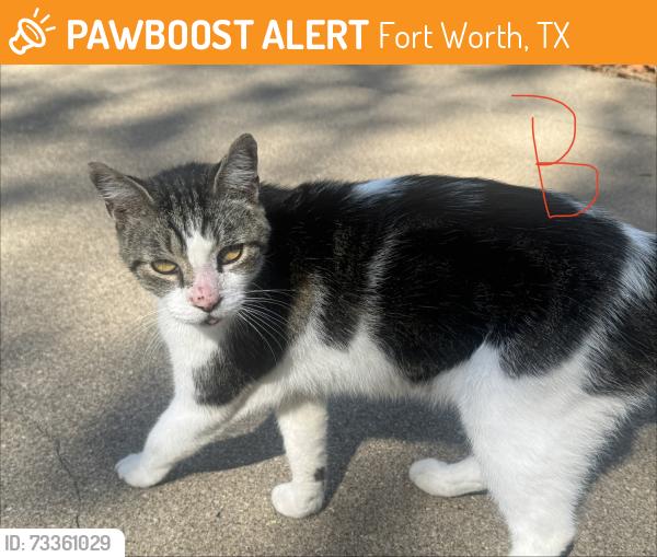 Found/Stray Male Cat last seen Laredo & Choctaw, Fort Worth, TX 76116