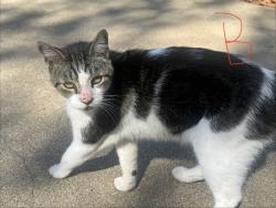 Found/Stray Male Cat last seen Laredo & Choctaw, Fort Worth, TX 76116