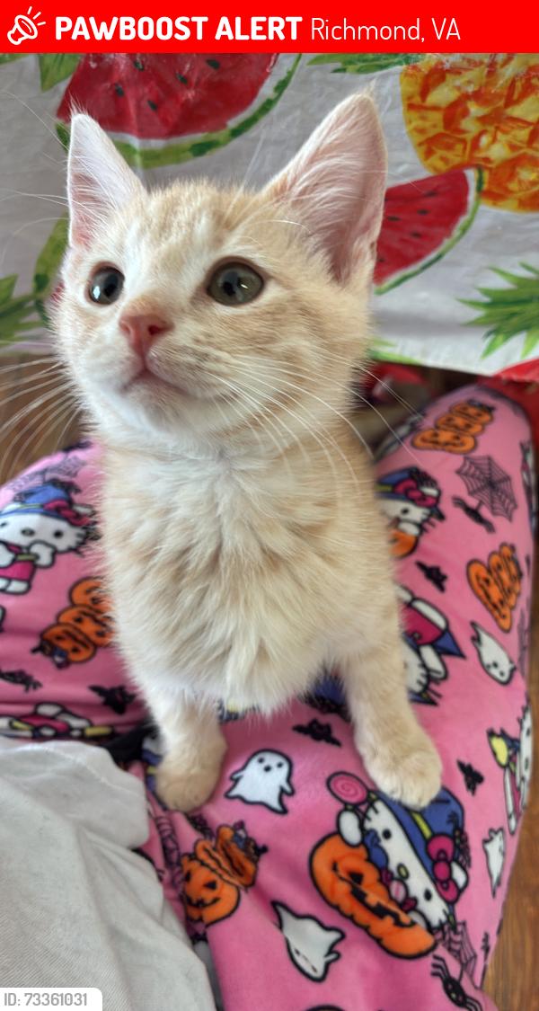Lost Male Cat last seen Near tifton ct, Richmond, VA 23224