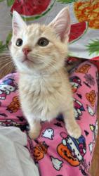 Lost Male Cat last seen Near tifton ct, Richmond, VA 23224