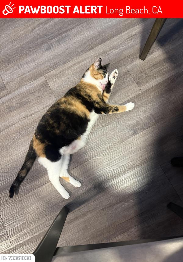 Lost Female Cat last seen Chestnut and cowels ave, Long Beach, CA 90813