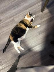 Lost Female Cat last seen Chestnut and cowels ave, Long Beach, CA 90813
