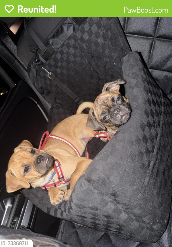 Reunited Female Dog last seen 32nd and Campbell, Phoenix, AZ 85018