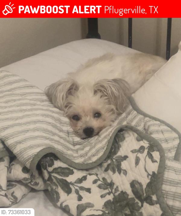 Lost Male Dog last seen Battenburg Trail, Pflugerville, TX 78660