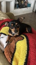 Lost Female Dog last seen Pinon st, Sunland Park, NM 88063