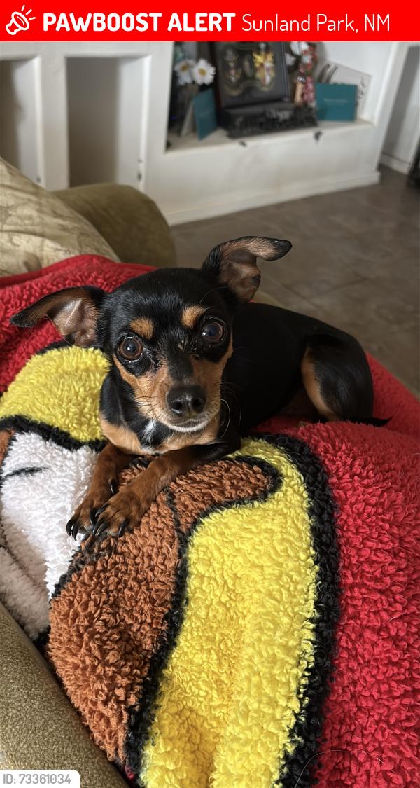 Lost Female Dog last seen Pinon st, Sunland Park, NM 88063