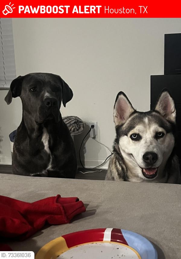 Lost Female Dog last seen HEB, Houston, TX 77041