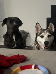 Lost Female Dog last seen HEB, Houston, TX 77041